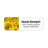Campo Amarelo de Girassóis Fotografia