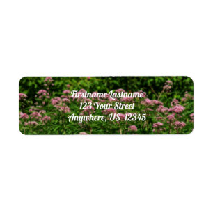 Etiqueta Campo De Doce Joe Pye Weed Flowers Endereço Orton