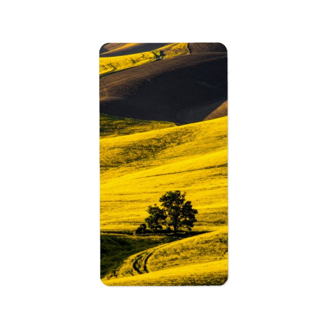 Etiqueta Campo de prado amarelo no vento (Frente)