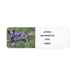 Etiqueta Cão-de-vaca australiano ama pic