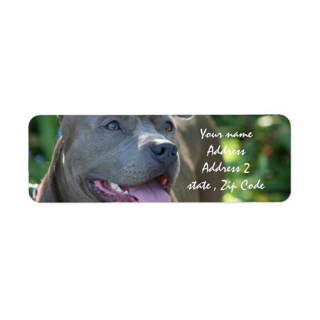 Etiqueta Cão Pitbull (Frente)