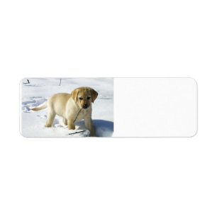 Etiqueta Cãozinho de laboratório amarelo LR na neve