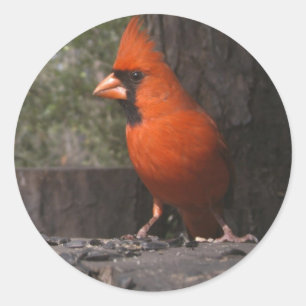Etiqueta cardinal vermelha