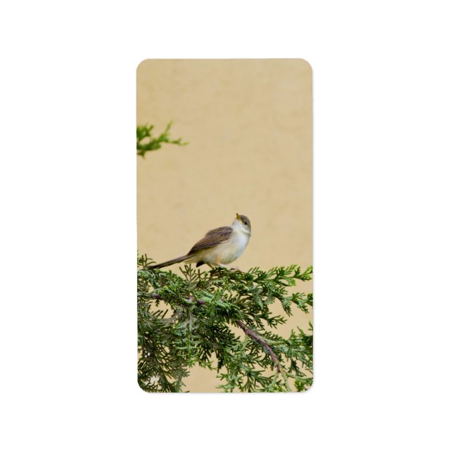 Etiqueta Cartão-postal Sparrow (Frente)