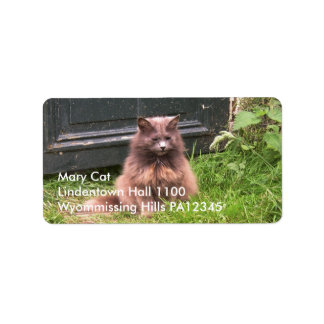 Etiqueta Cat 'Kyra' sentado na grama