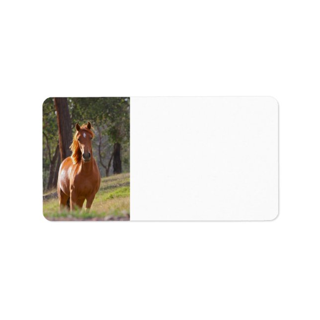 Etiqueta Cavalo Na Floresta (Frente)