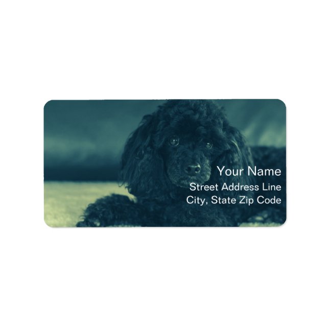 Etiqueta charmanten schwarzen Pudel (Frente)