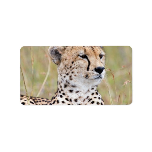 Etiqueta Cheetah (Frente)