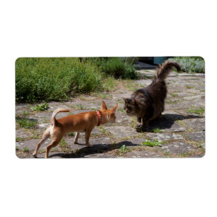 Etiqueta Chihuahua encontra gato
