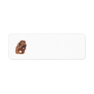 Etiqueta Chocolate Labradoodle