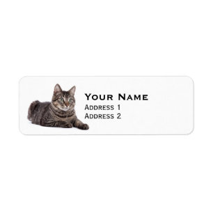 Etiqueta Cinza Tabby Cat