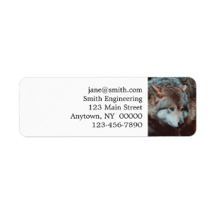 Etiqueta Cinza Wolf olhando na floresta