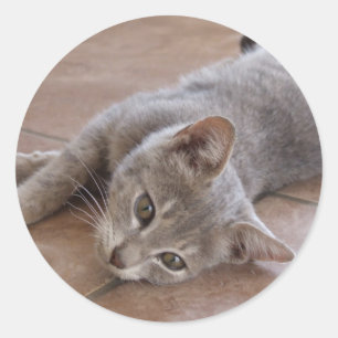Etiqueta cinzenta do gato