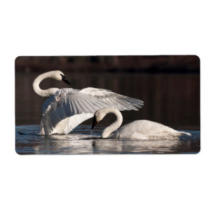 Etiqueta Cisnes Adoráveis