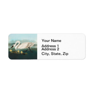 Etiqueta cisnes brancas de pássaro de audubon do cisne