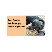 Cocker Spaniel preto feliz