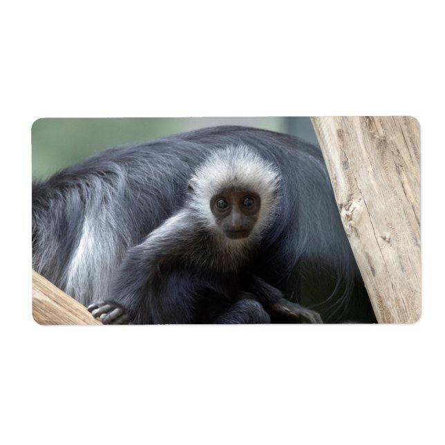 Etiqueta Colobus polykomos (Frente)