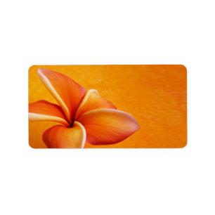 Etiqueta Cor de fundo laranja amarelo Plumeria flor Cor de