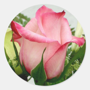 Etiqueta cor-de-rosa