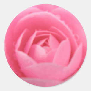 Etiqueta cor-de-rosa bonito da flor da camélia