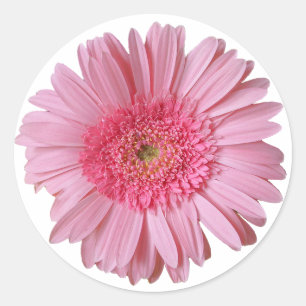 Etiqueta cor-de-rosa bonito da margarida de Gerber