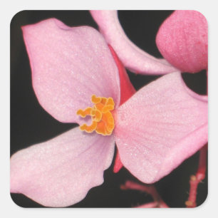 Etiqueta cor-de-rosa da begónia
