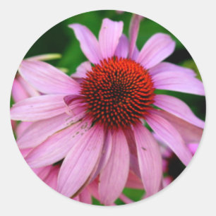etiqueta cor-de-rosa da flor do echinacea