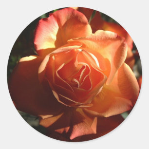 Etiqueta cor-de-rosa da laranja