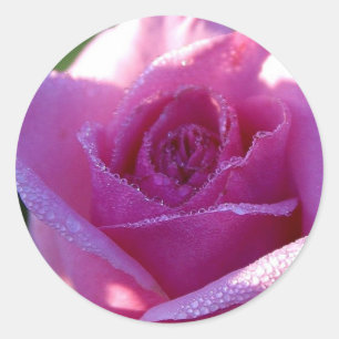 Etiqueta cor-de-rosa da perfeição cor-de-rosa