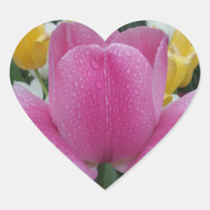 Etiqueta cor-de-rosa do coração da flor da tulip