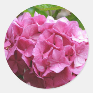 Etiqueta cor-de-rosa do Hydrangea
