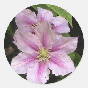 Etiqueta cor-de-rosa do lírio (Clematis)
