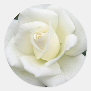 Etiqueta cor-de-rosa dos significados