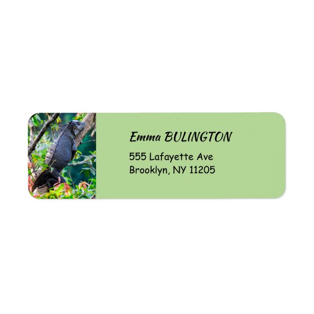 Etiqueta Costa Rica, Muelle - Iguana preguiçosa descansando (Frente)