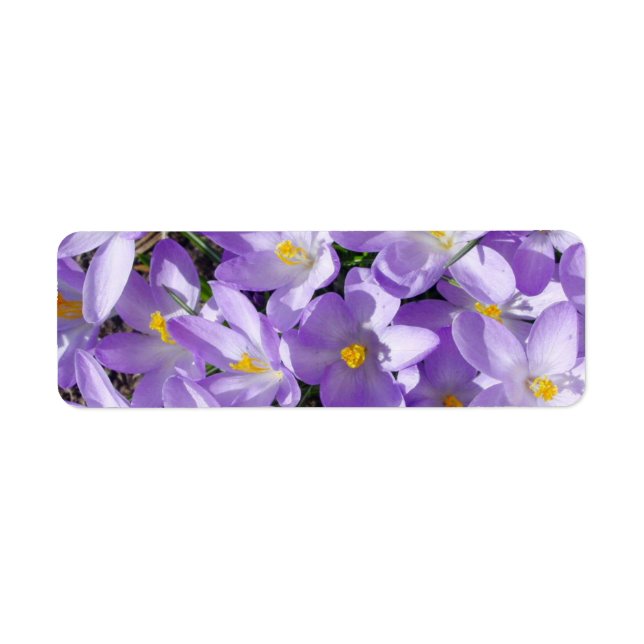 Etiqueta crocus-1047 FLOR BRANCO AMARELO-LUMINOSO (Frente)