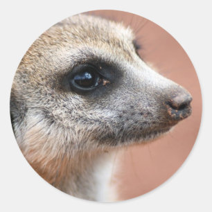 Etiqueta curiosa de Meerkat