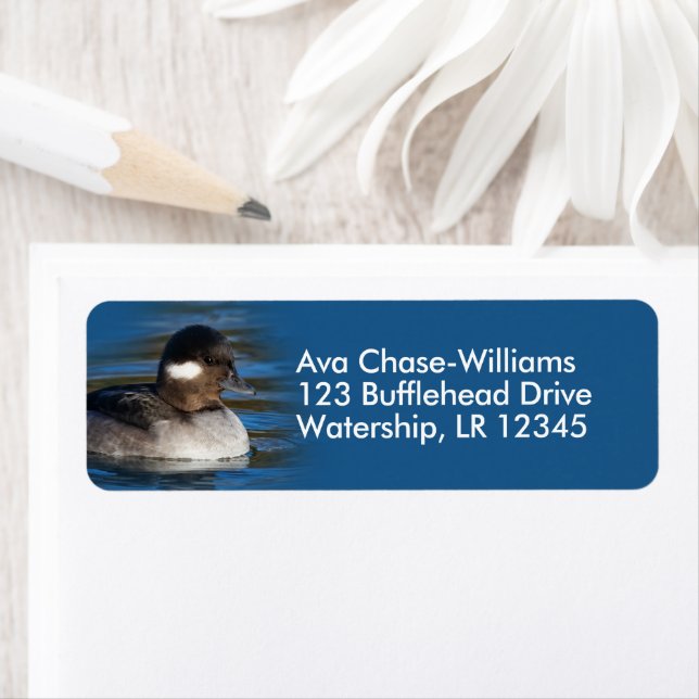 Etiqueta Cute Bufflehead Duck no Pond (Insitu)