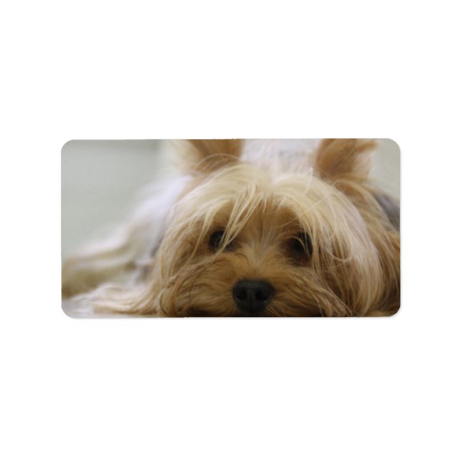 Etiqueta Cute Yorkie (Frente)