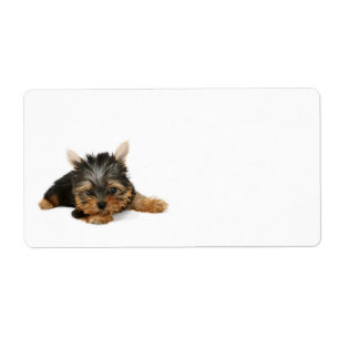 Etiqueta Cute Yorkshire Terrier Puppy
