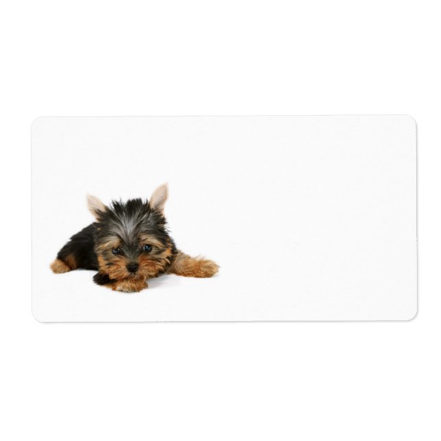 Etiqueta Cute Yorkshire Terrier Puppy (Frente)