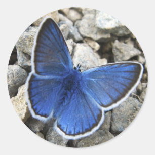 Etiqueta da borboleta