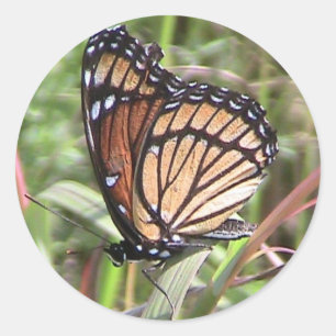 Etiqueta da borboleta de monarca do verão (opini