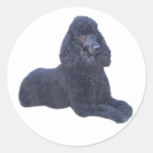 Etiqueta da caniche