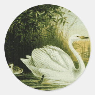Etiqueta da cisne de Whooper