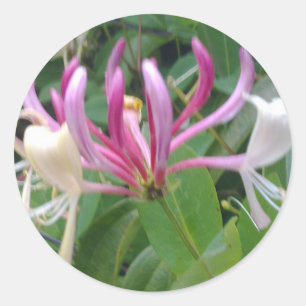 Etiqueta da flor da madressilva