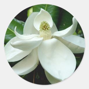 Etiqueta da flor da magnólia