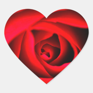 Etiqueta da flor da rosa vermelha