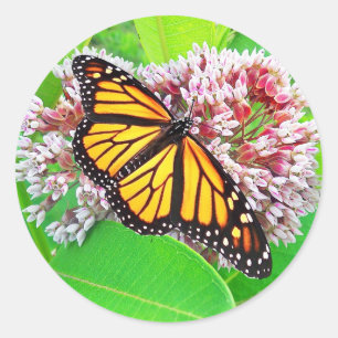 Etiqueta da flor do Milkweed da borboleta de