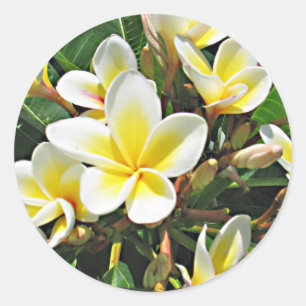 Etiqueta da flor do Plumeria