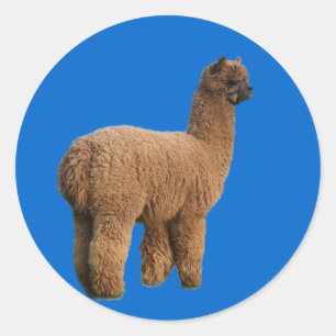 Etiqueta da mágica da alpaca